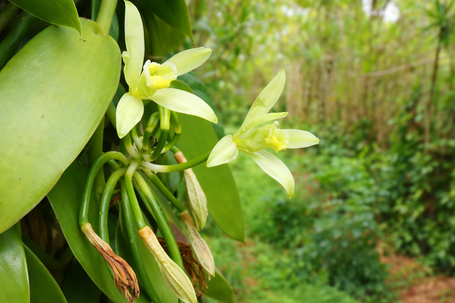 Vanilla Plantation