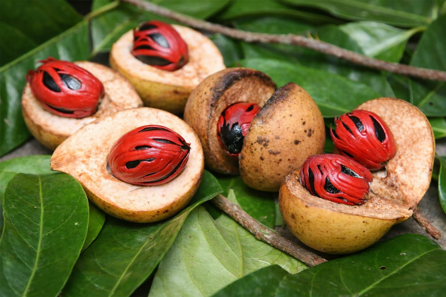 Nutmeg Processing