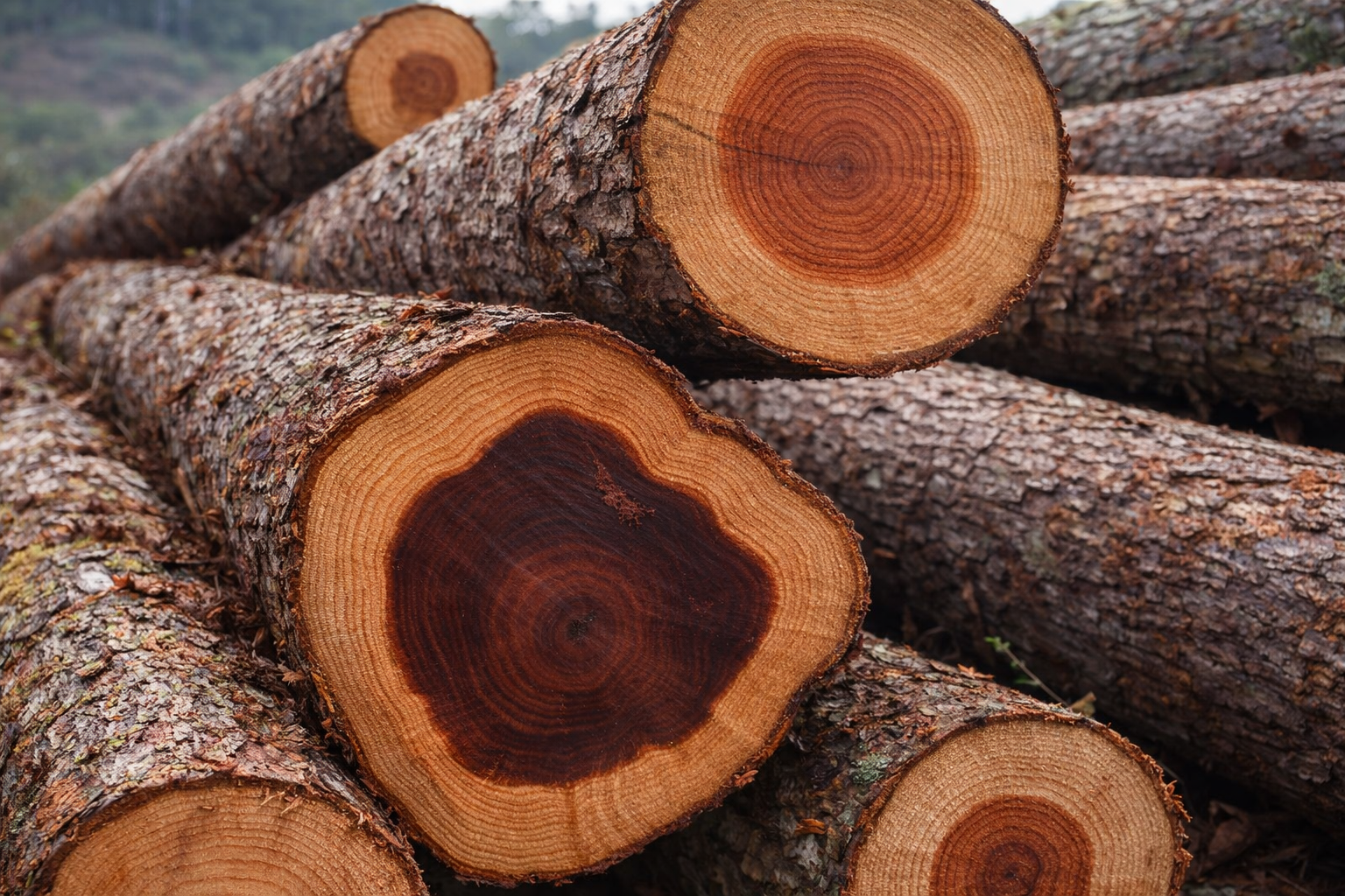 Agarwood Plantation